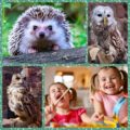 composite image of 5 photos showing a hedgehog, two owls, and wo smiling young girls engaged in craft activities